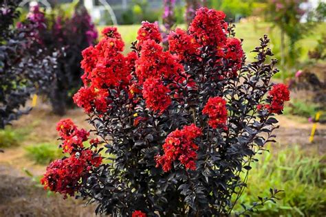 The Healing Properties of Crepe Myrtle Sunset Magic